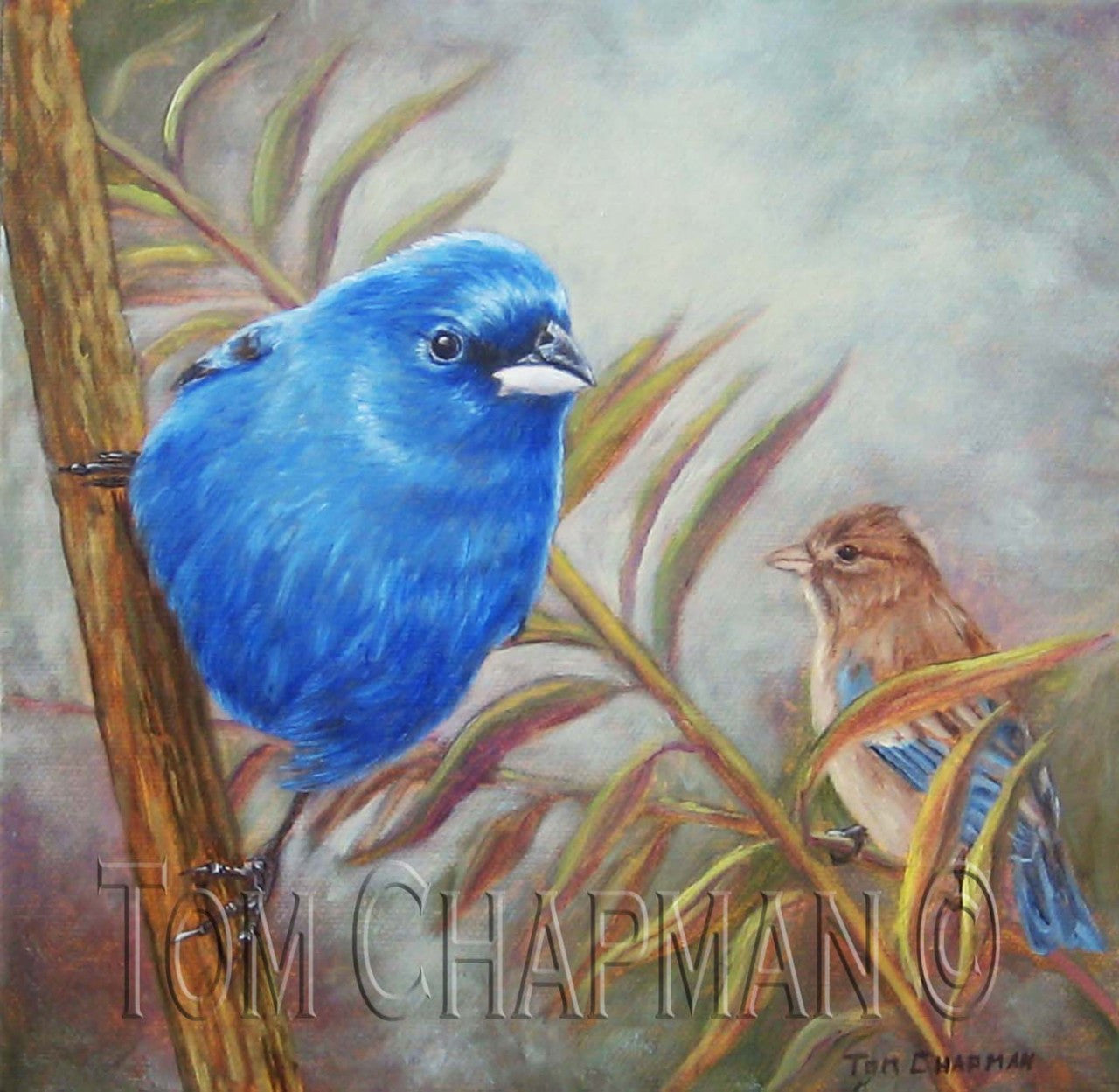 Indigo Buntings, oil painting